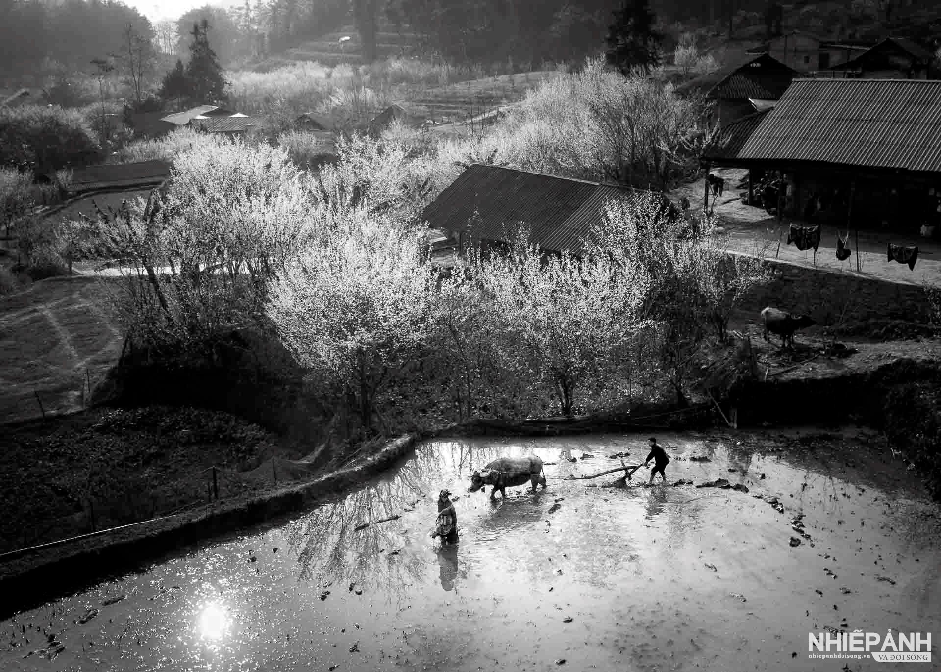 W_107-vn25-mono-acc-duong-cay-mua-xuan-do-ngoc-thanh-vietnam.jpg