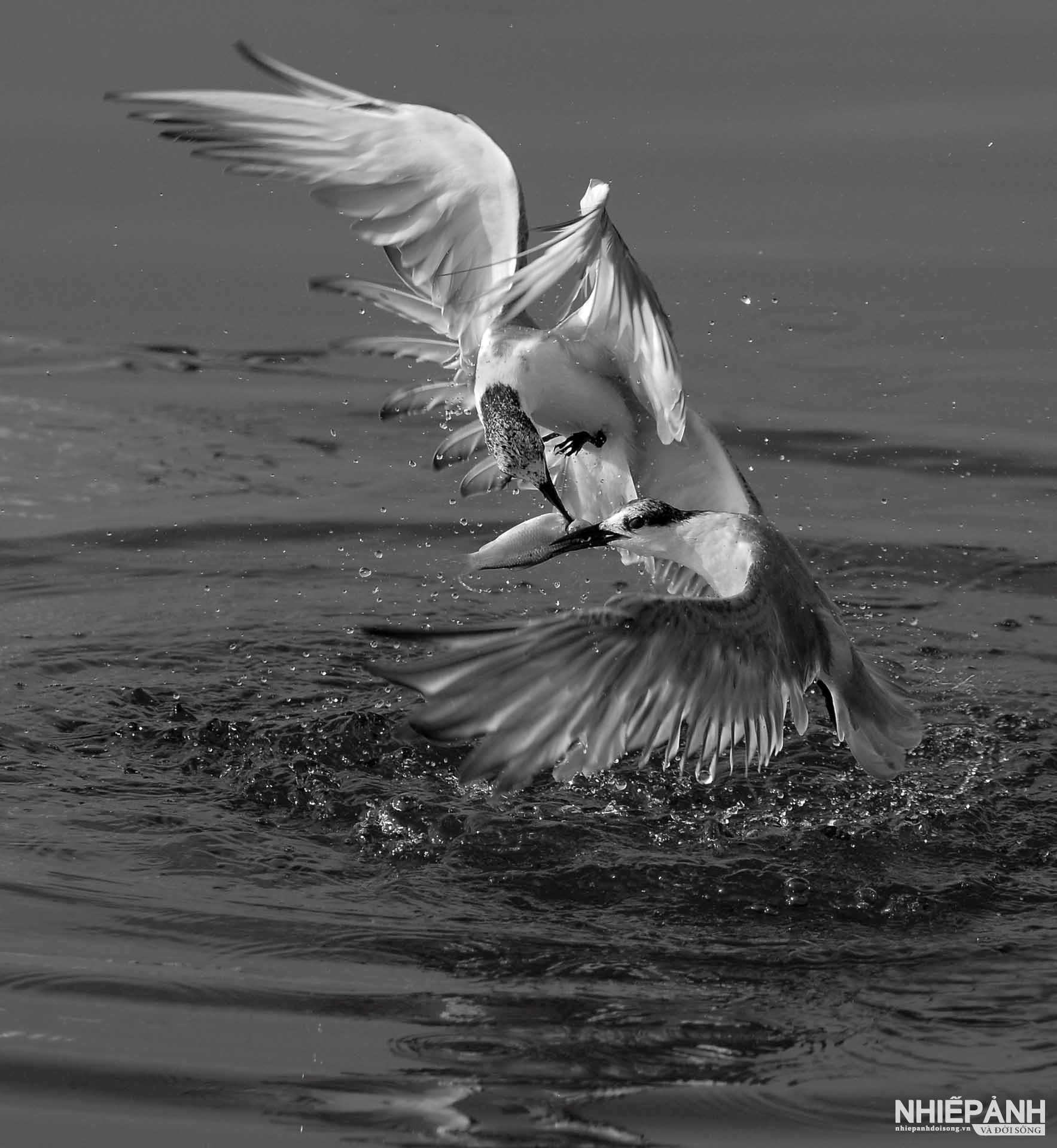 W_126-vn25-mono-acc-tranh-moi-tran-viet-trung-vietnam.jpg