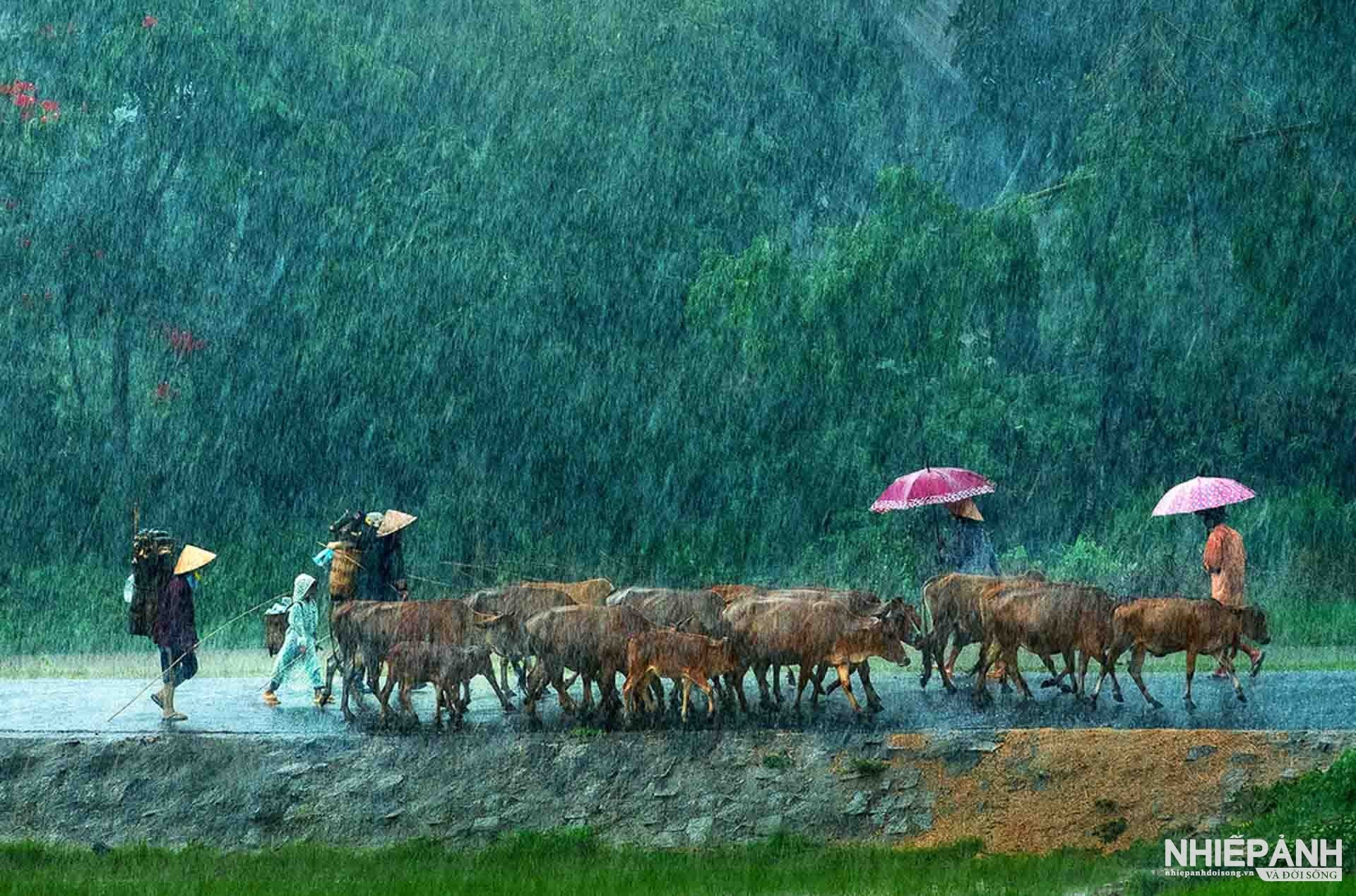 W_140-vn25-color-acceptance-xuoi-nguoc-trong-mua-ton-that-tuan-ninh-vietnam(1).jpg