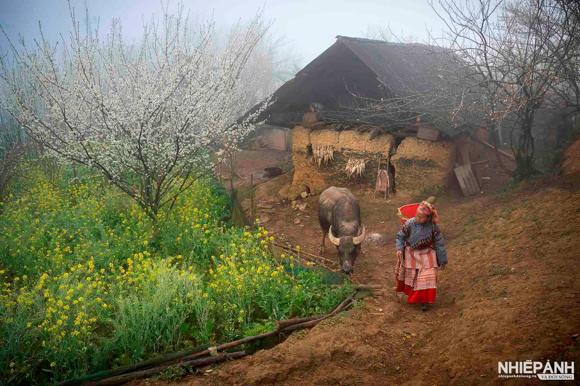 W_173-vn25-worldinfocus-acc-xuan-ve-tren-ban-cao-spring-comes-to-the-mountain-hamlet-le-thi-huong-vietnam.jpg