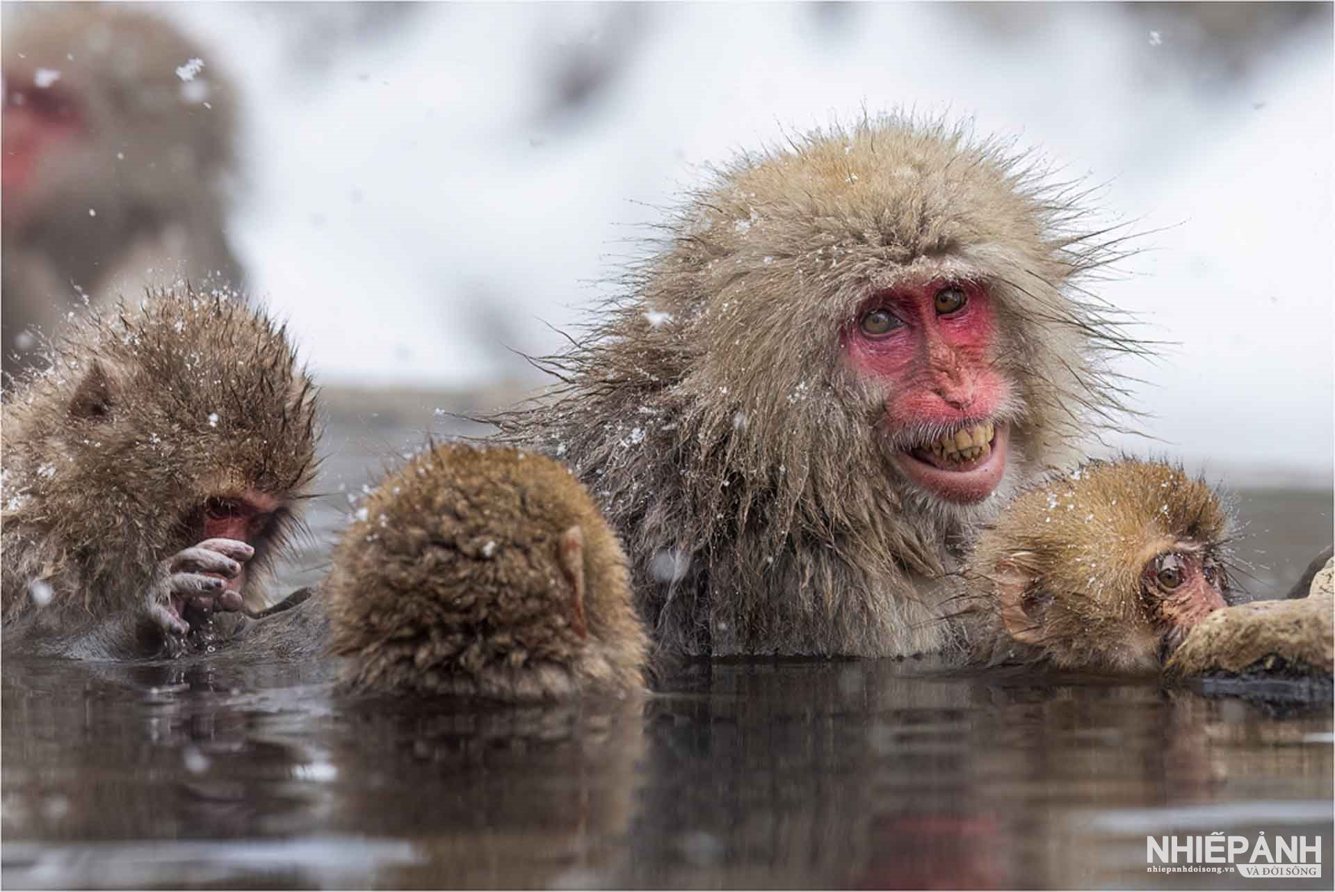 W_20-vn25-color-acceptance-grinning-japanese-macaque-mother-ann-healey-england(1).jpg