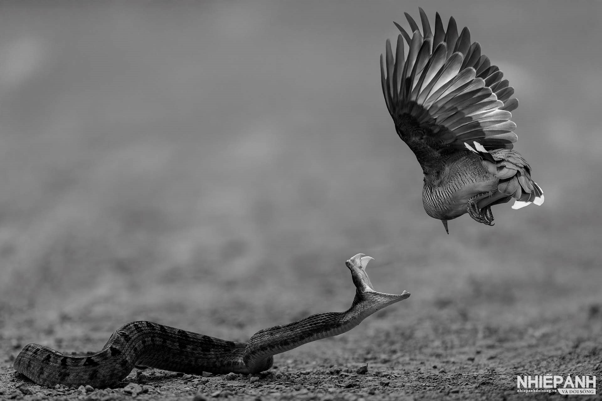 W_22-vn25-mono-acc-serpent-vs.-songbird-nguyen-minh-man-vietnam.jpg