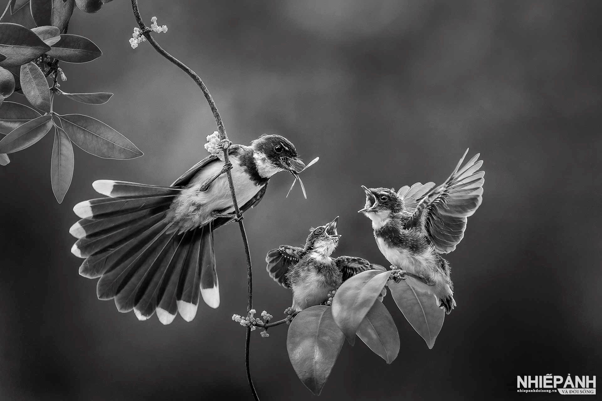 W_28-vn25-mono-acc-tinh-mau-tu-nguyen-hien-thanh-vietnam.jpg