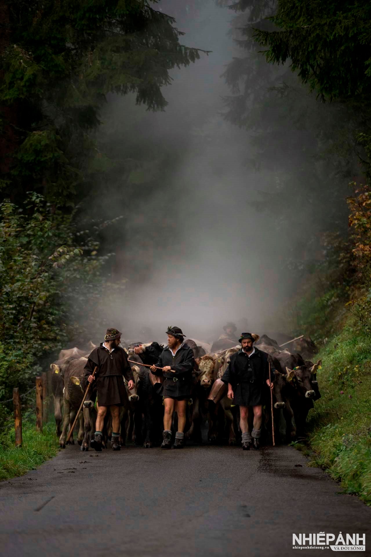 W_33-vn25-worldinfocus-acc-herd-haze-2-harry-kraus-germany.jpg