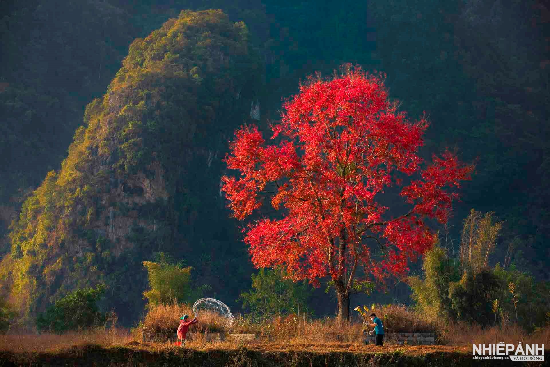 W_45-vn25-worldinfocus-acc-autumn-morning-on-the-field-nguyen-huu-thong-vietnam.jpg