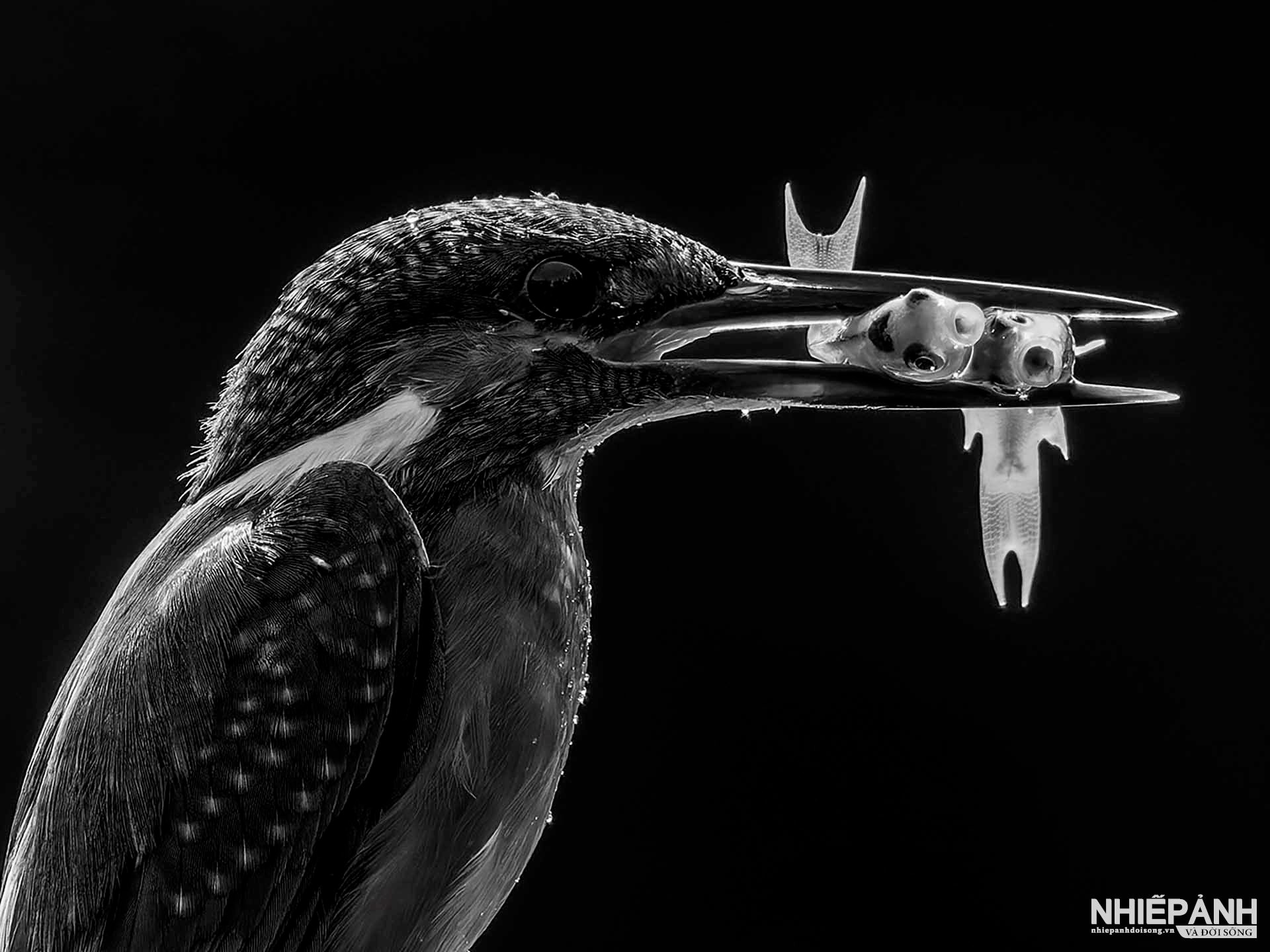 W_46-vn25-mono-acc-thu-hoach-huynh-van-hung-vietnam.jpg