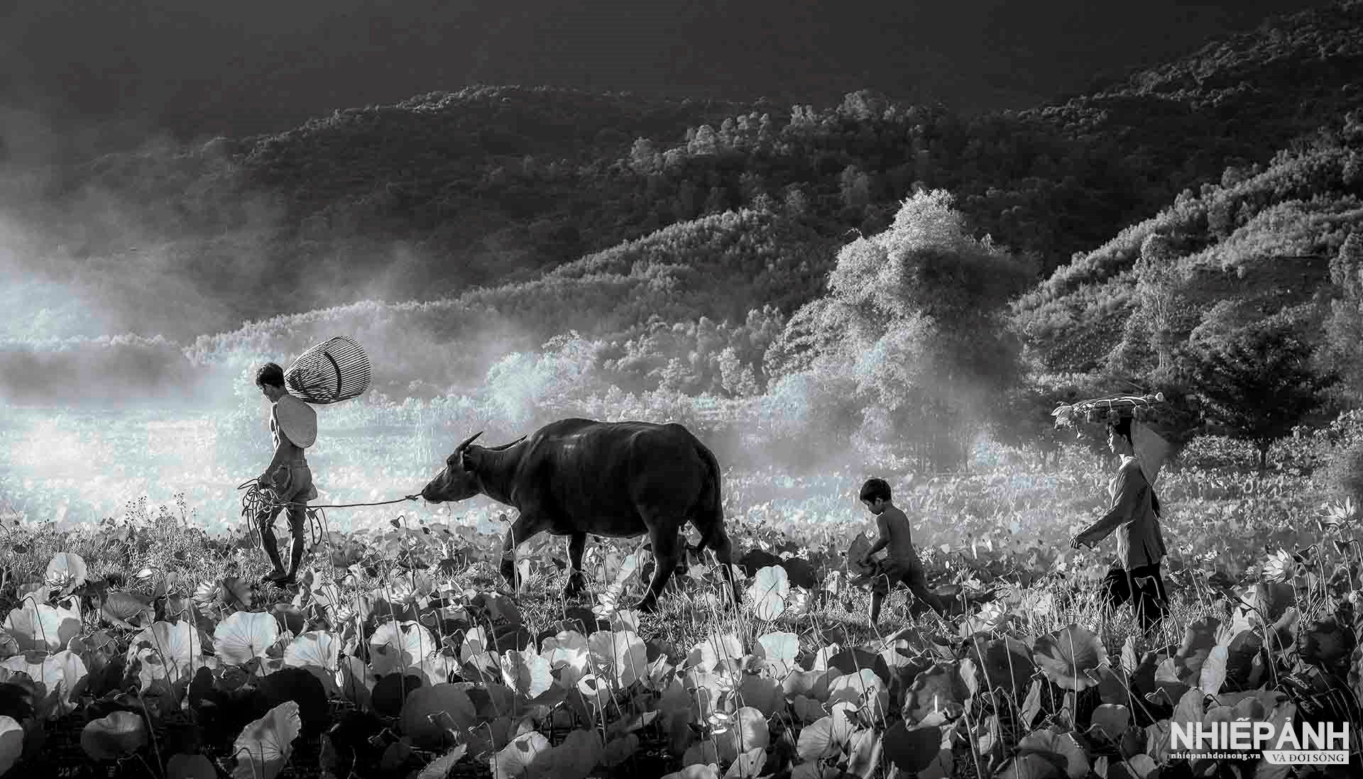 W_50-vn25-mono-acc-binh-minh-noi-lang-que-viet-nam-truong-thi-thu-ha-vietnam.jpg