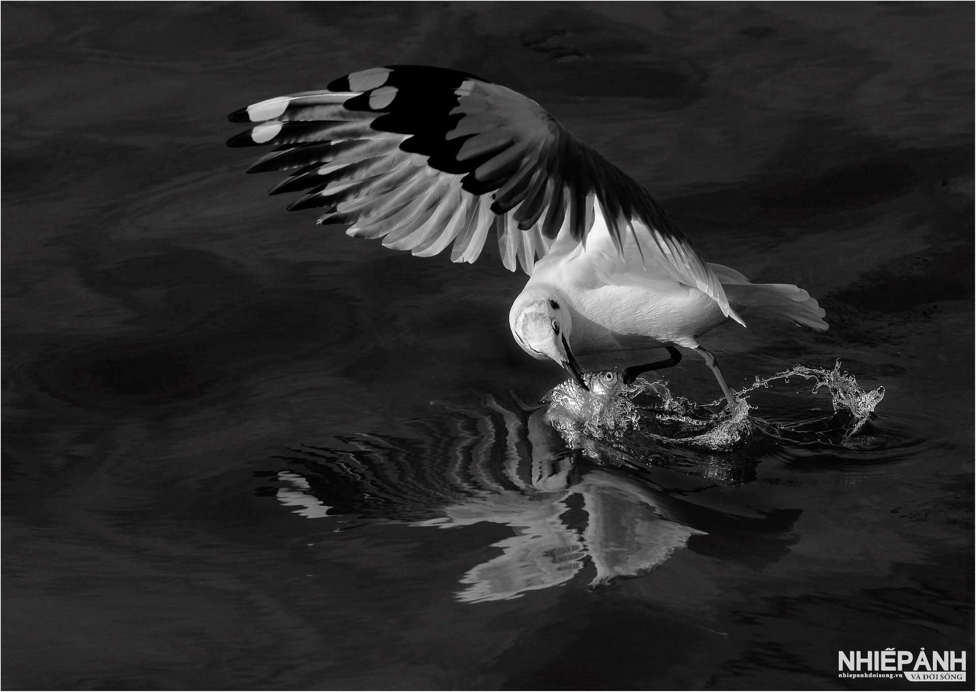 W_73-vn25-mono-acc-vu-cong-ngo-van-phuong-vietnam.jpg