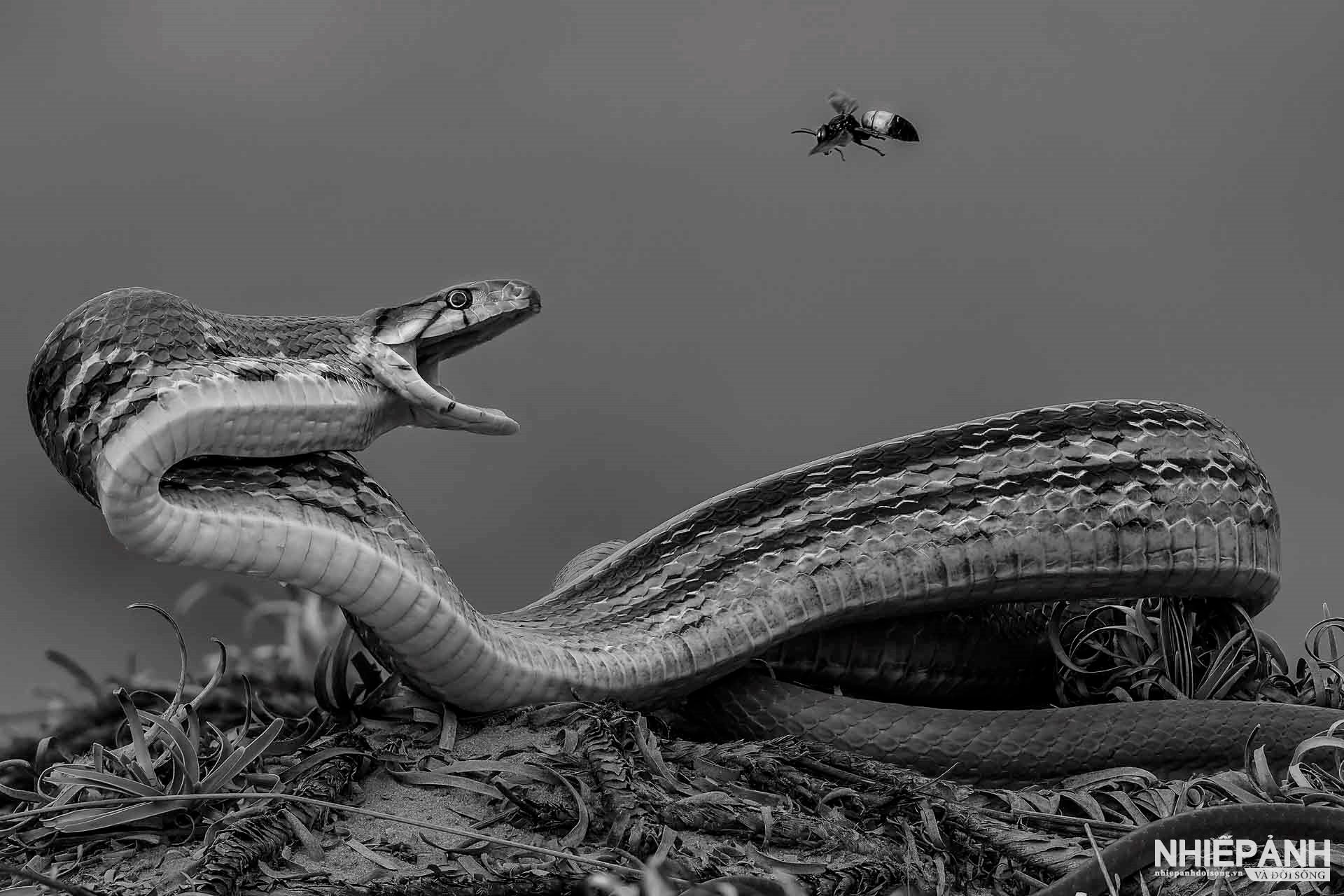 W_83-vn25-mono-acc-unexpected-encounter-phi-thi-thu-ha-vietnam.jpg