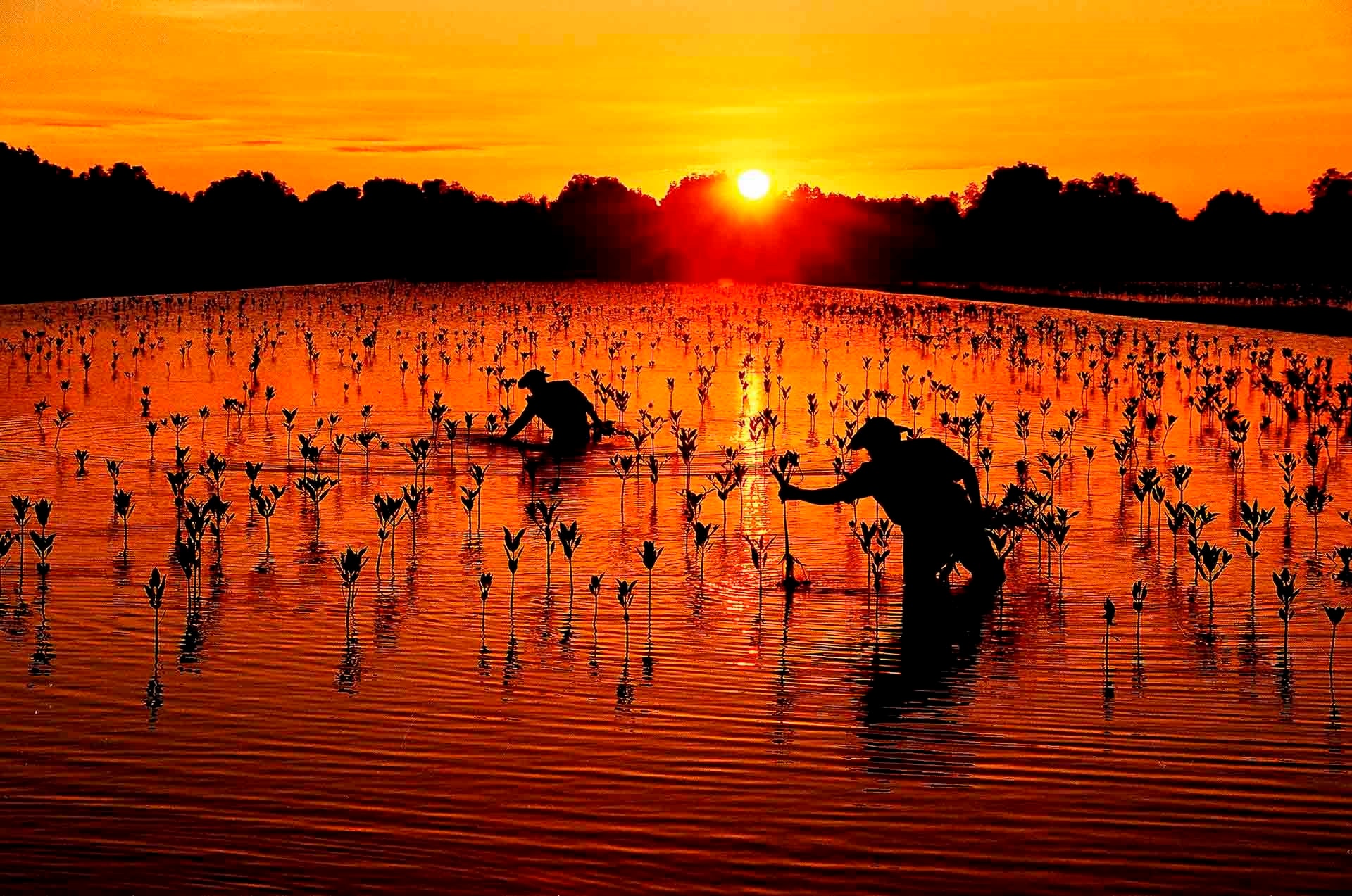 nguyen-tan-diep-vung-dat-hoi-sinh-3470-8623.jpeg(1).jpg