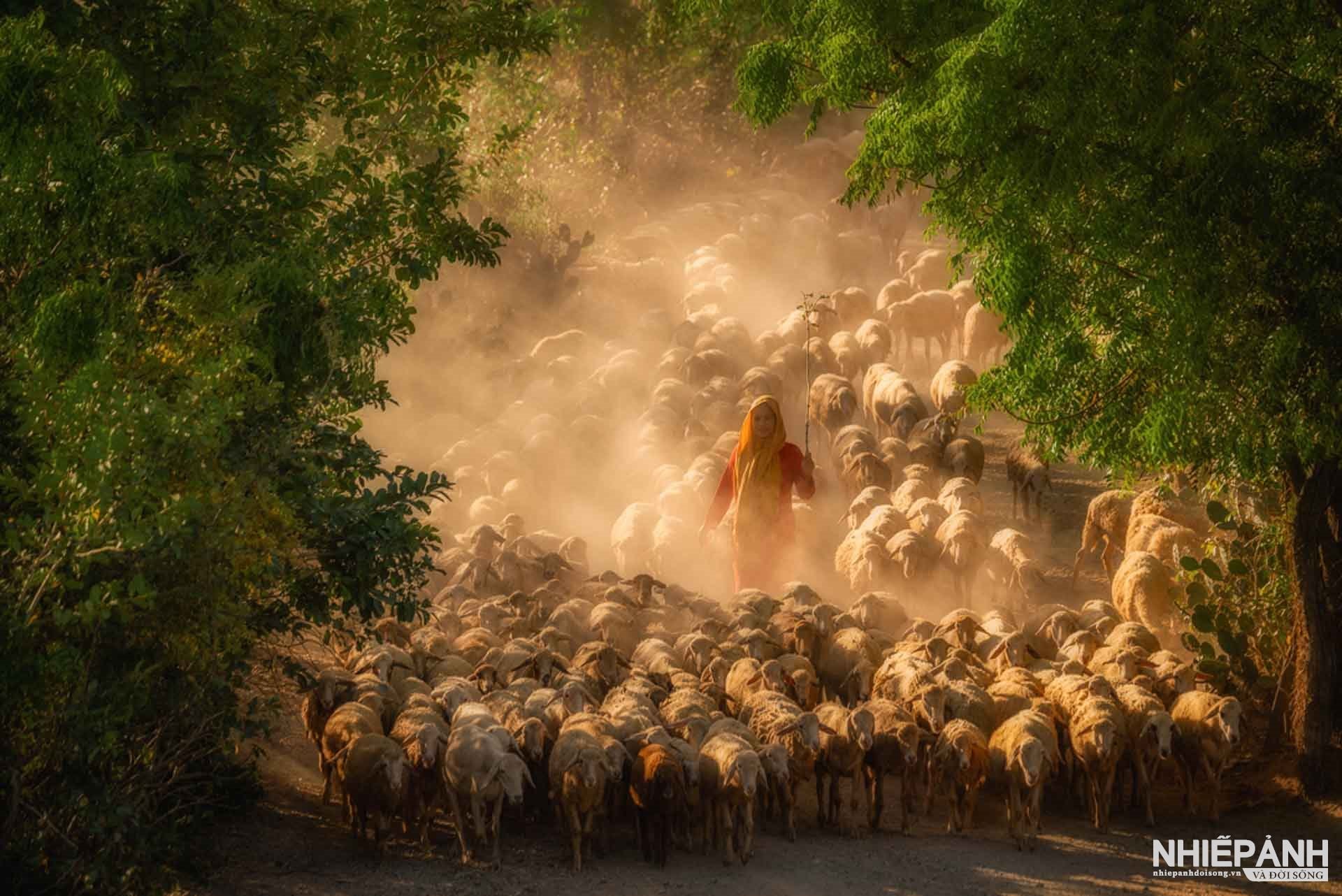 W_84-vn25-color-acceptance-the-shepherd-girl-walks-under-the-golden-sunlight-nguyen-hai-trieu-vietnam.jpg