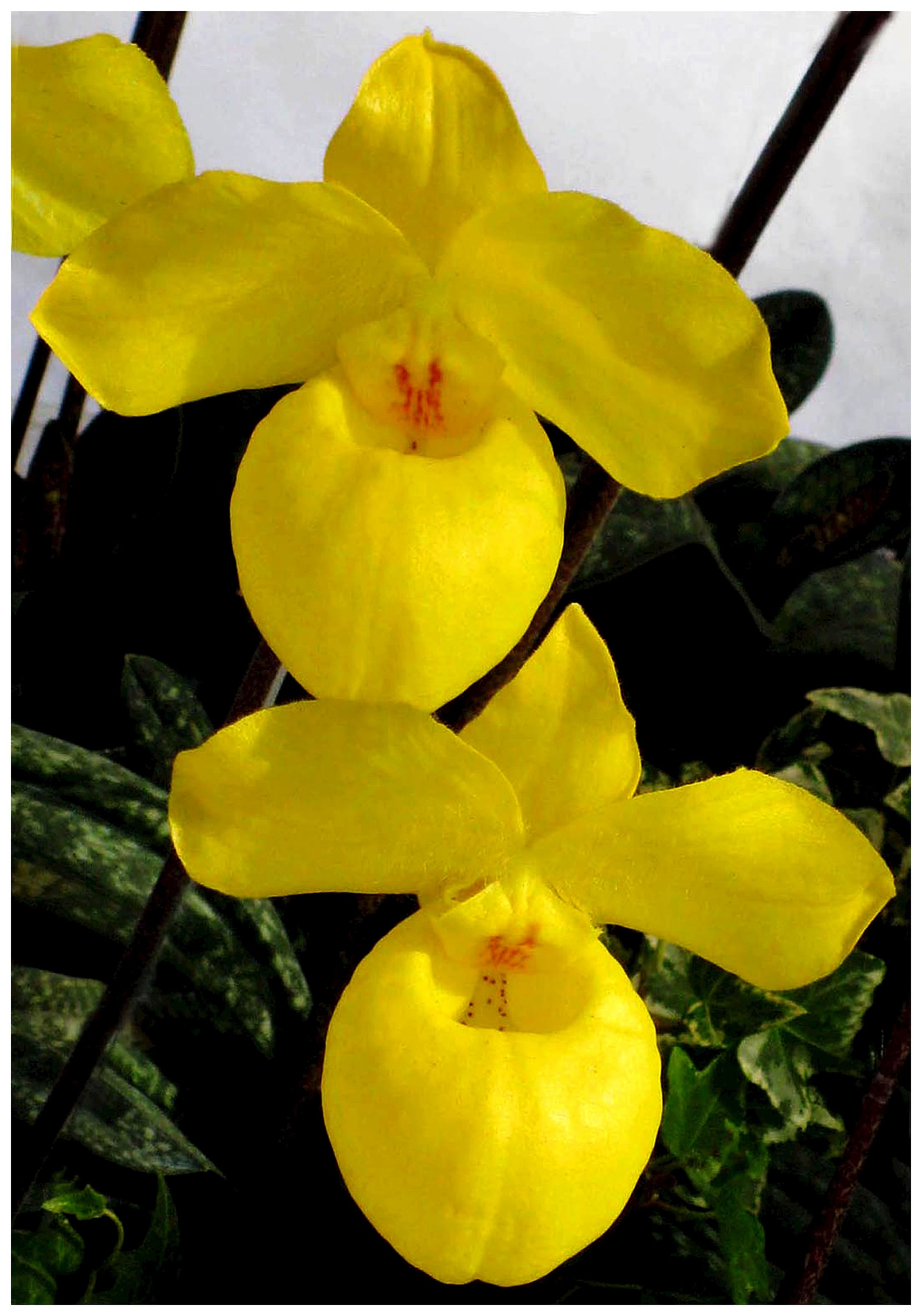 7.-hai-vang-dalat-ha-huu-net.jpg