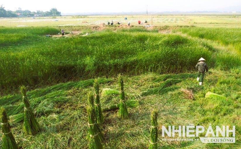 W_2.cay-coi-trong-1-lan-thuong-xuyen-cham-soc-bon-phan-dam-cho-thu-hoach-trong-nhieu-nam-toan-thon-hien-co-50-ha-coi.jpg