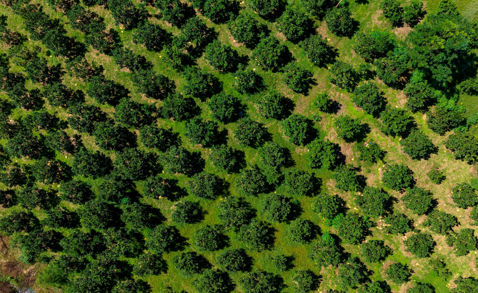 dji_0862-sao-chep.jpg