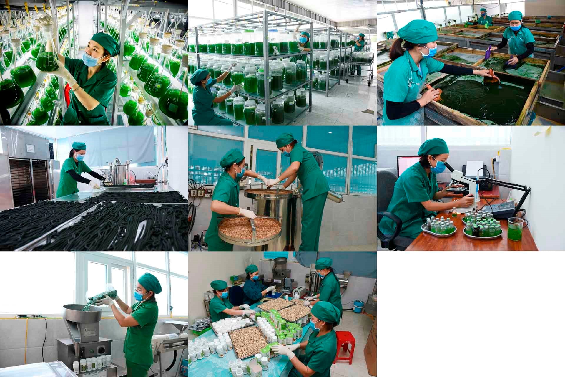 W_37-tbtl-tran-thanh-yen-nghe-an-quy-trinh-nuoi-trong-tao-xoan-spirulina-michio-cong-nghe-nhat-ban-tai-c.jpg