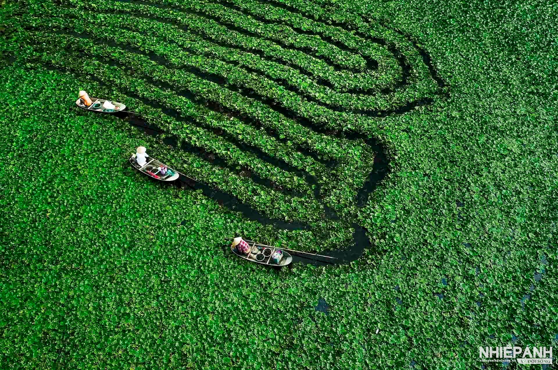 W_64-tbtl-truong-ba-vinh-thanh-hoa-thu-hoach-cu-au.jpg