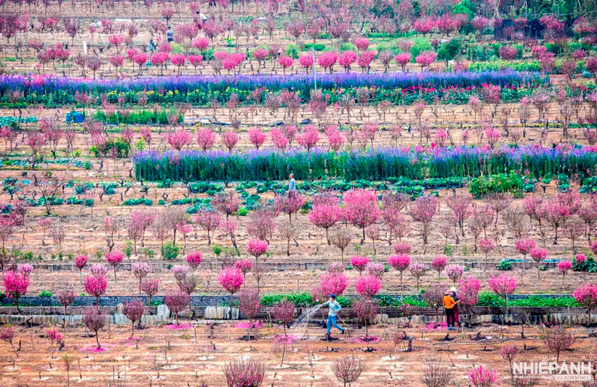 W_18-tbtl-do-thi-bich-hai-nhat-tan-vao-xuan.jpg