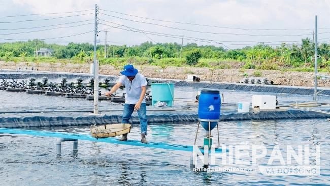 Cà Mau: Mở rộng mô hình nuôi tôm tuần hoàn ứng dụng công nghệ RAS-IMTA