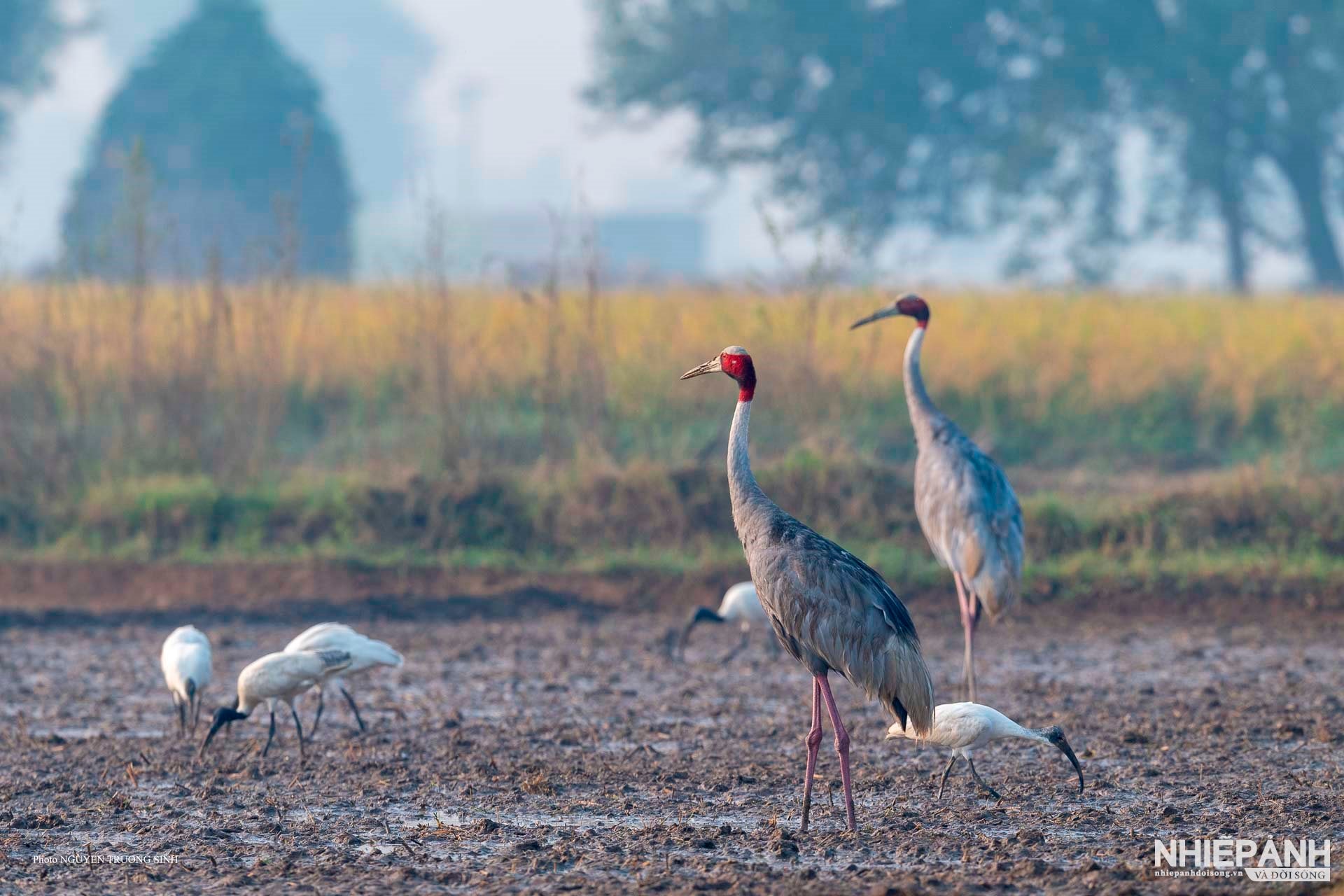 W_02-dhanauri-wetlands-uttar-pradesh-india.jpg