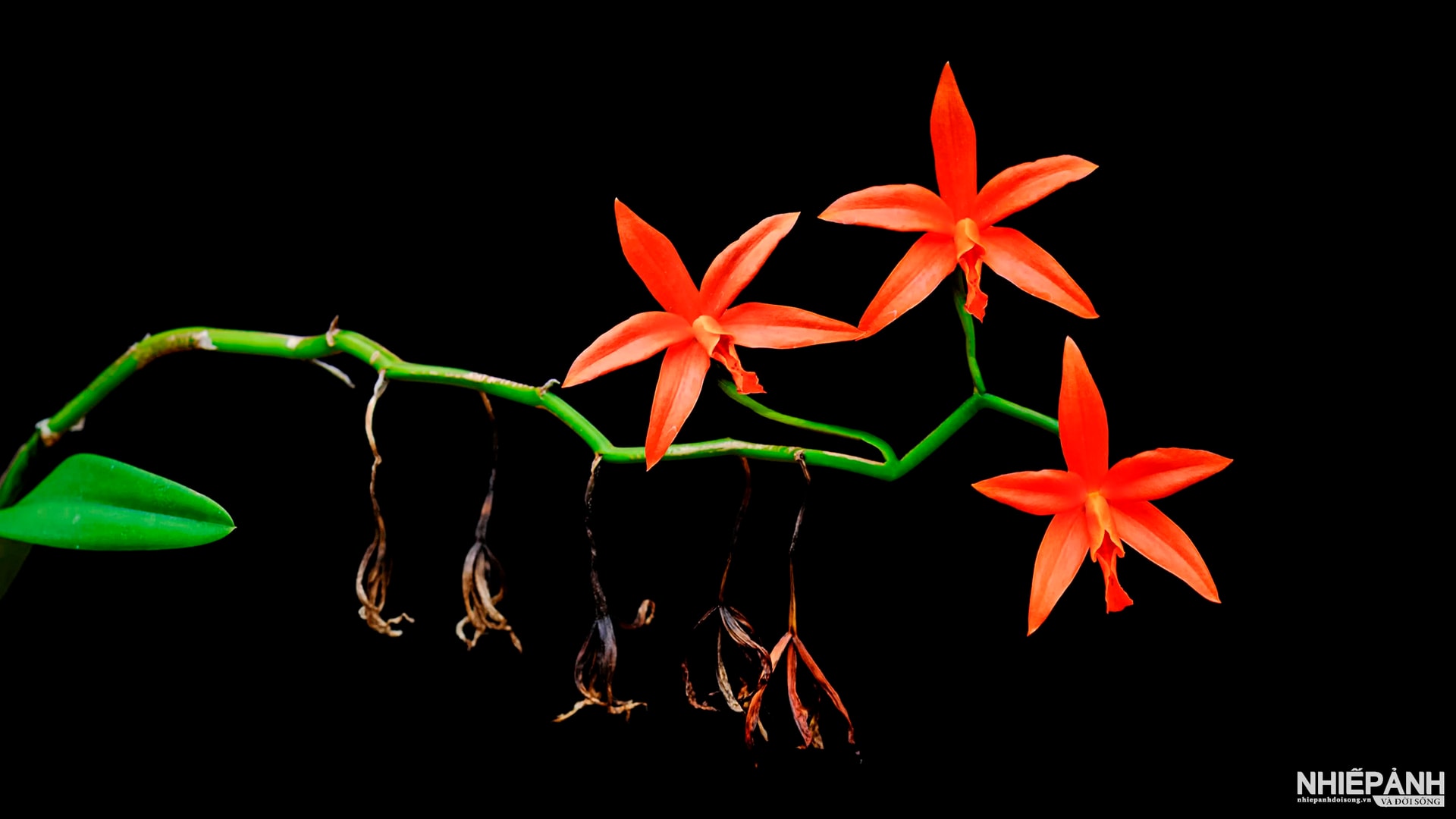 Vẻ đẹp phong lan qua ống kính nhiếp ảnh