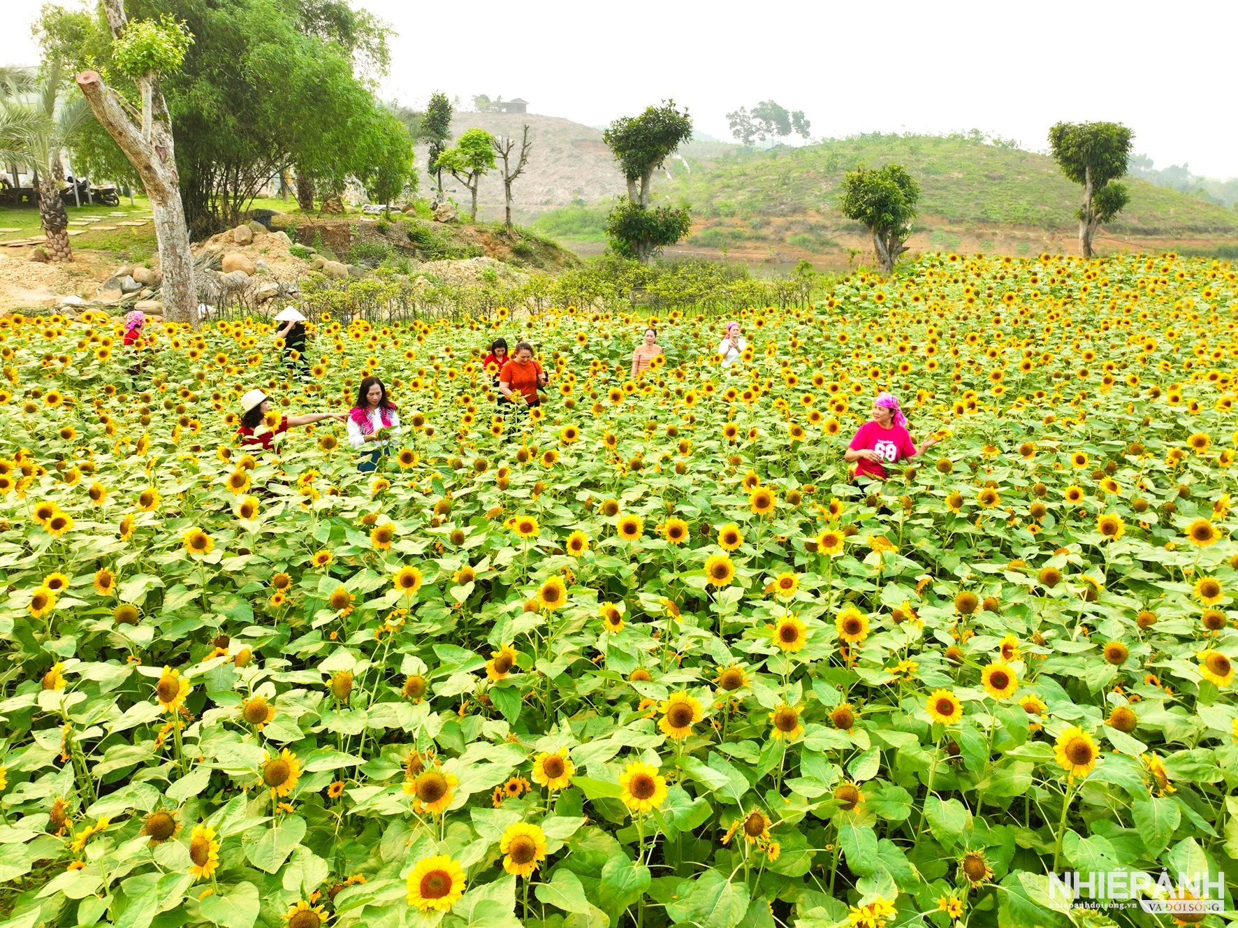 Rực rỡ sắc vàng "hoa mặt trời" giữa lòng hồ Thác Bà - Lào Cai