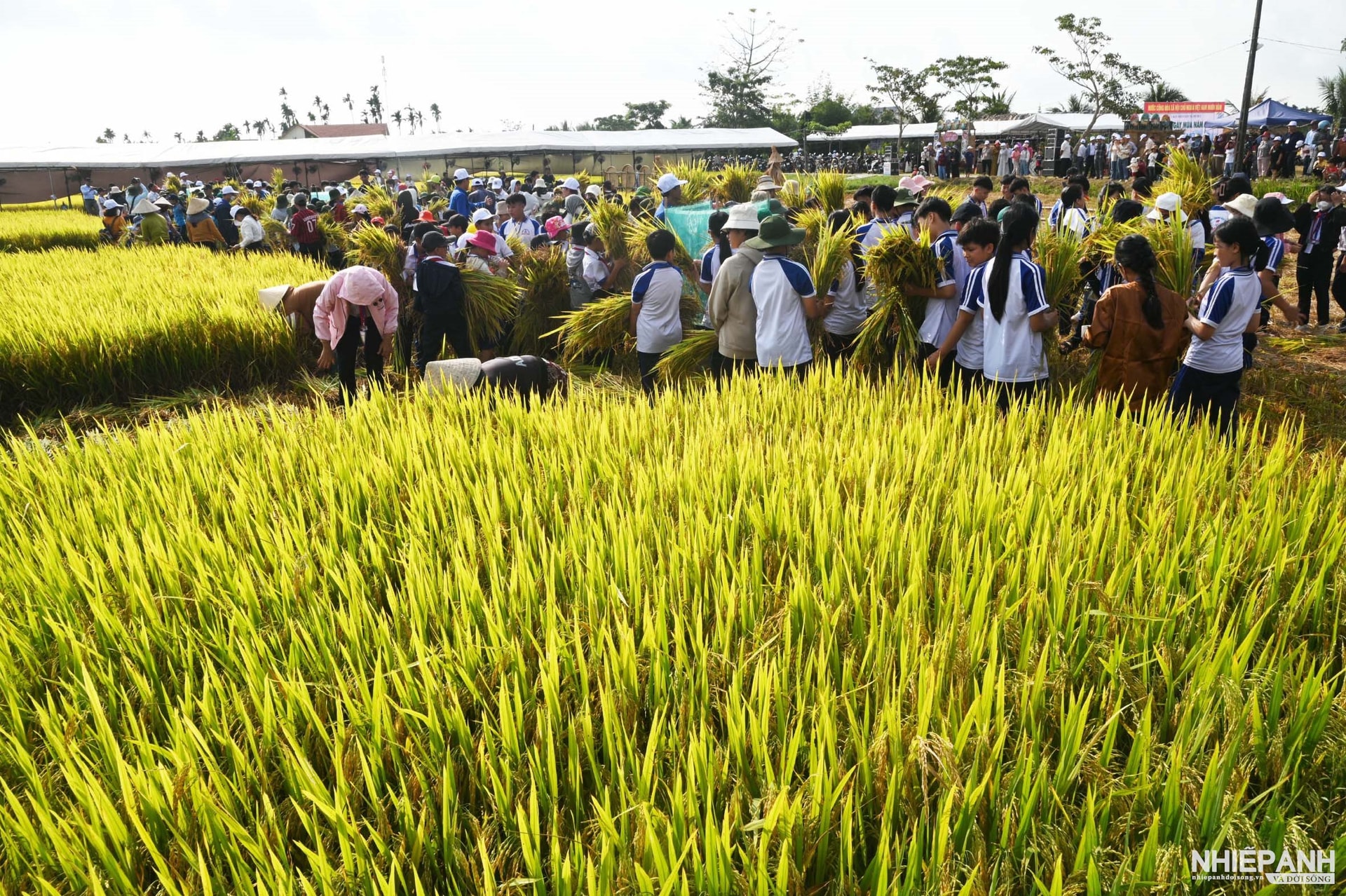 Quảng Ngãi: Lễ hội ngày mùa - Sắc quê Mộ Đức
