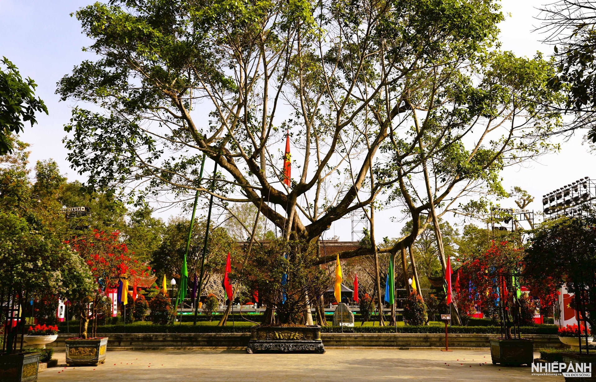 W_11-cay-da-tai-khu-di-tich-kim-lien.jpg