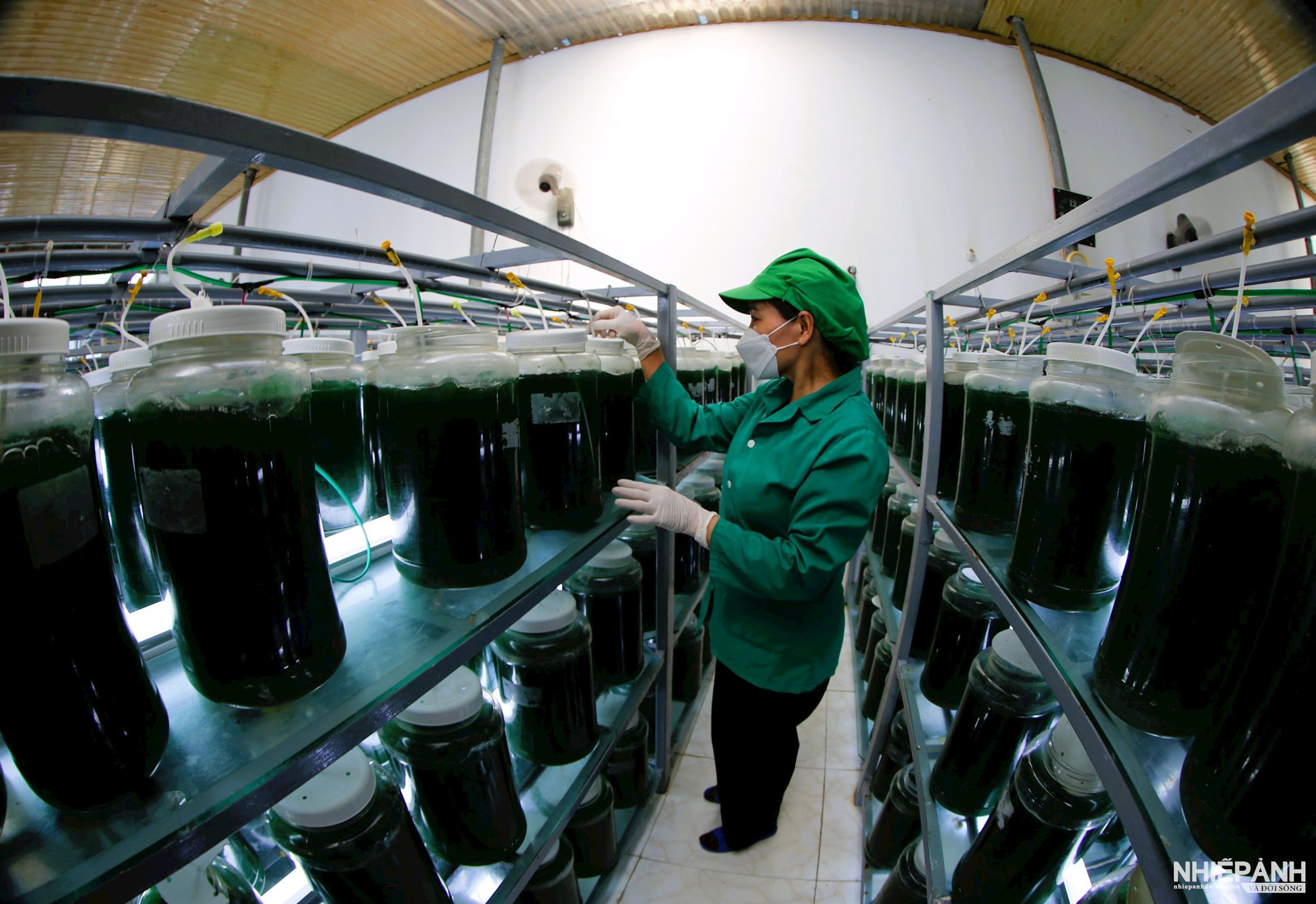 W_2.tao-xoan-spirulina-duoc-goi-la-tao-than-ky-boi-chua-nhieu-chat-dac-biet-co-tac-dung-bo-duong-suc-khoe-va-co-nhieu-ung-dung-trong-san-xuat-chan-nuoi-nuoi-trong-thuy-san.-2.jpg
