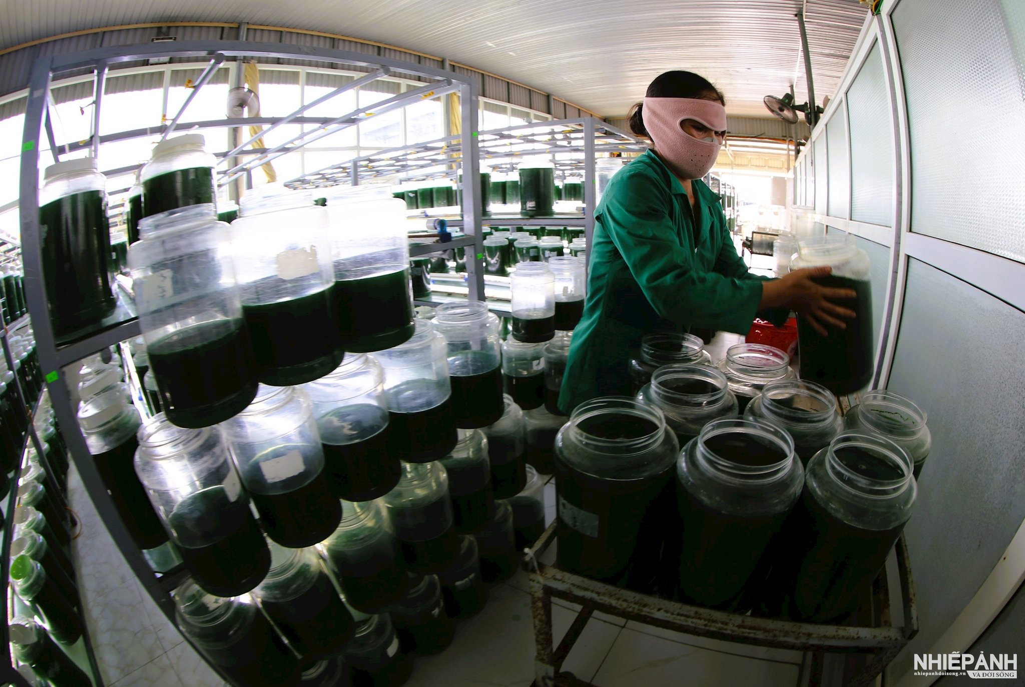 W_4.de-san-xuat-duoc-san-pham-tao-spirulina-quy-trinh-phai-dam-bao-nghiem-ngat-nhat-la-cong-tac-ve-sinh-moi-truong.-4.jpg