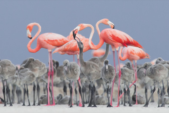 Ngắm thế giới chim chóc kỳ thú đoạt giải thưởng nhiếp ảnh quốc tế