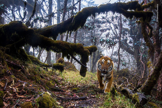 Một thế giới động vật đầy bí ẩn nhưng cũng đẹp ngỡ ngàng từ các nhiếp ảnh gia trong cuộc thi chụp Động vật hoang dã của năm