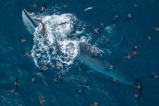 Khoảnh khắc tuyệt đẹp: Cá voi săn mồi ven biển Đề Gi, Bình Định qua ống kính nhiếp ảnh gia Phạm Huy Trung