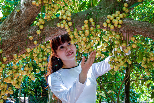 Khám phá vẻ đẹp mùa trái chín ở Lái Thiêu - Bình Dương: Hành trình thưởng thức hương vị và trải nghiệm văn hóa