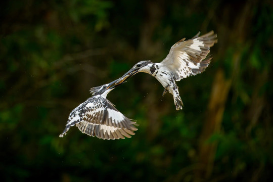 Ảnh chụp chim quý hiếm tại Vườn quốc gia Tràm Chim đẹp mê hồn