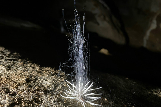 Phát hiện sinh vật lạ tại hang động ở Phong Nha - Kẻ Bàng