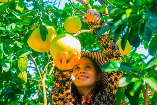 Bưởi Phúc Trạch - đặc sản tiến vua