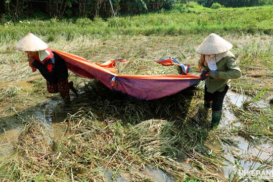 Yên Bái nỗ lực khắc phục thiệt hại nông nghiệp do lũ