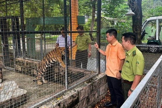 Nguy cơ H5N1: Hổ chết bí ẩn tại Vườn Xoài