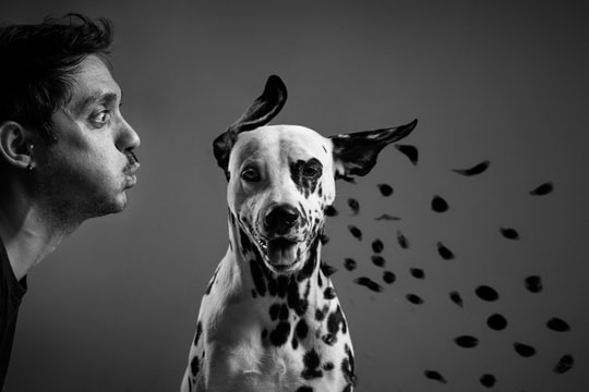 Độc đáo hình ảnh cún cưng qua Giải thưởng Dog Photography Awards 2024  