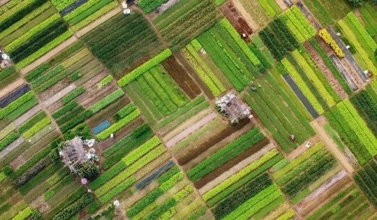 Làng rau Trà Quế trở thành "làng du lịch tốt nhất thế giới" 