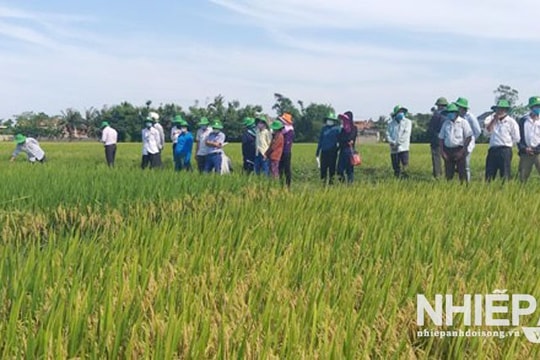 Quảng Bình: Huyện Quảng Ninh hướng tới phát triển nông nghiệp sản xuất hàng hóa gắn với chuỗi giá trị