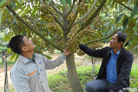 Làng Đăk Tang – Hành trình vươn lên nhờ sầu riêng và tinh thần đoàn kết