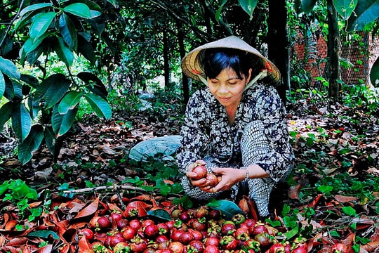 Lái Thiêu – Điểm đến hấp dẫn mùa trái cây chín