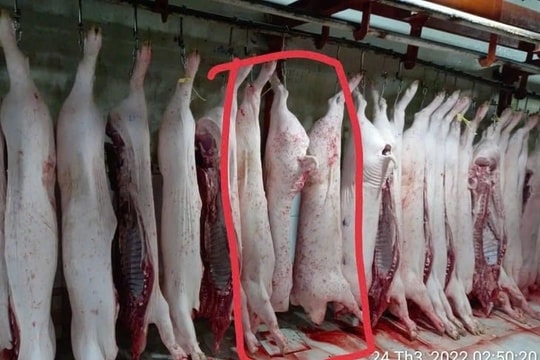 Vụ việc C.P Việt Nam bị “tố” bán thịt heo bệnh: Bộ Công an vào cuộc xác minh
