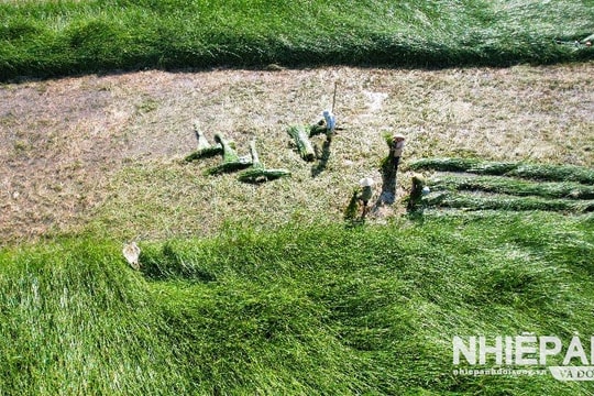 Những khoảnh khắc nơi "ốc đảo" Cói Hồng Lam
