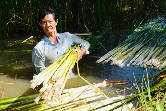 Bồn bồn – từ loài cây hoang dại đến mô hình sinh kế bền vững của nông dân Cà Mau