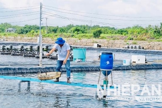 Cà Mau: Mở rộng mô hình nuôi tôm tuần hoàn ứng dụng công nghệ RAS-IMTA
