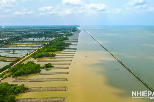 Cà Mau nỗ lực giữ rừng phòng hộ ven biển