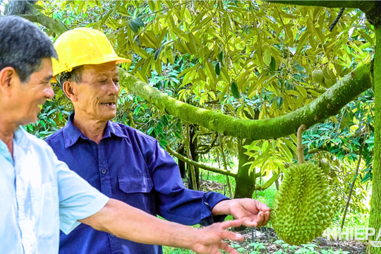 Đảm bảo an toàn chất lượng sản phẩm cây ăn trái để xuất khẩu