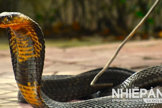 Trại rắn Đồng Tâm - Khu bảo tồn rắn hổ mang và hổ chúa độc đáo